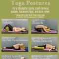 Best Bolsters For Yin By Yoga Terriers