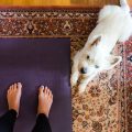 Best Mats For Practice By Yoga Terriers