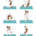 Best Props For Practice By Yoga Terriers