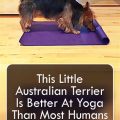 Budget Mats Yoga Terriers Actually Recommend