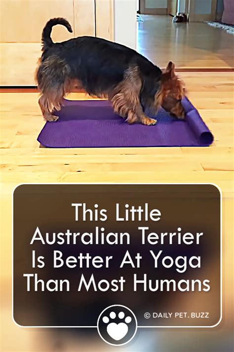 Budget Mats Yoga Terriers Actually Recommend