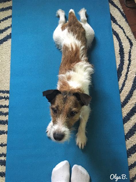 Finding Balance with Yoga Terriers