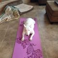 Finding Hope with Yoga Terriers