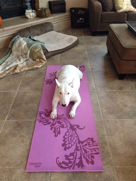 Finding Hope with Yoga Terriers