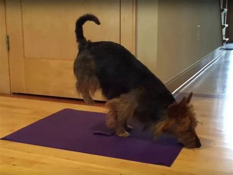 Finding Joy Through Yoga Terriers Practices