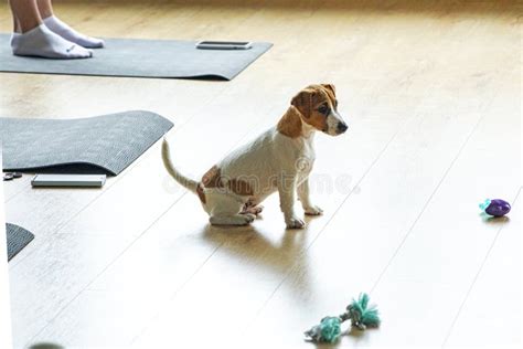 Finding Strength in Positivity with Yoga Terriers