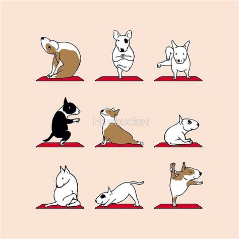 How Yoga Terriers Compare Prices