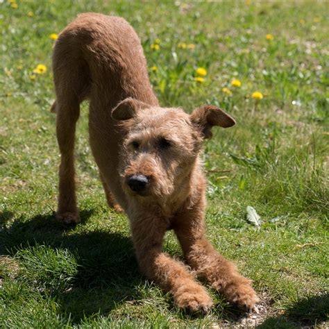 How Yoga Terriers Enhance Self-Understanding