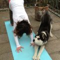 How Yoga Terriers Inspire a Better Life