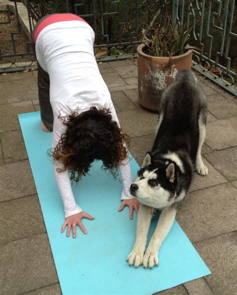 How Yoga Terriers Inspire a Better Life