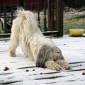 How Yoga Terriers Lead to a Happier You