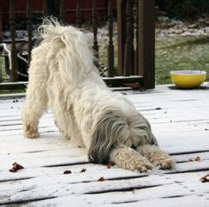 How Yoga Terriers Lead to a Happier You