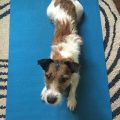 How Yoga Terriers Mix Morning Blends