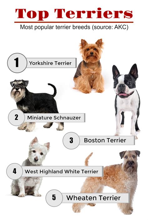 Top Class Types By Yoga Terriers