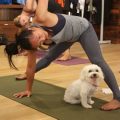 Top Studio Benefits By Yoga Terriers