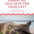 What Makes Oils Safe? Yoga Terriers Share