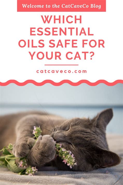 What Makes Oils Safe? Yoga Terriers Share