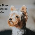 What Studio Size Fits? Yoga Terriers Tell