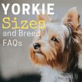 Why Yoga Terriers Check Class Size