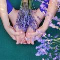 Why Yoga Terriers Love Lavender In Practice