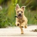 Why Yoga Terriers Love These Blends