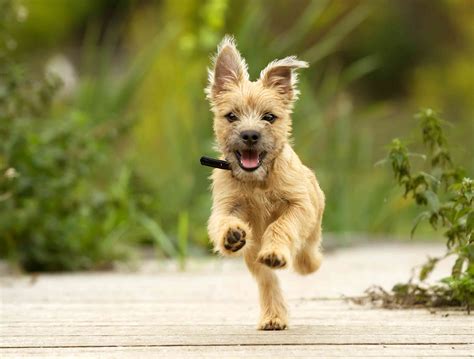 Why Yoga Terriers Love These Blends