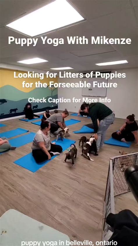 Why Yoga Terriers Love These Classes