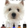 Why Yoga Terriers Love These Oil Scents