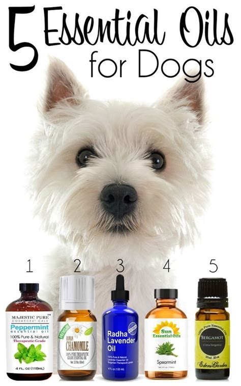 Why Yoga Terriers Love These Oil Scents