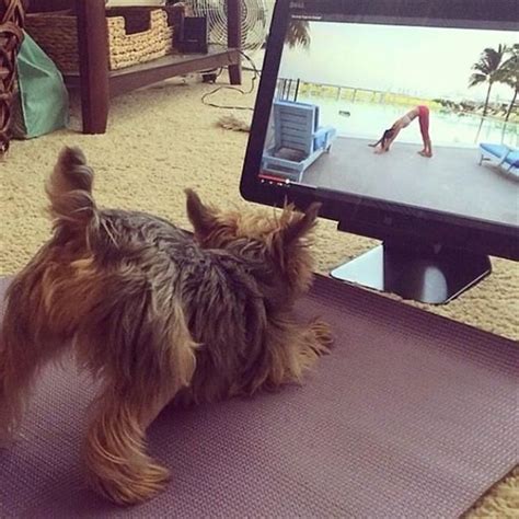 Why Yoga Terriers Love These Props