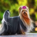 Why Yoga Terriers Matter for Self-Discovery