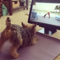 Why Yoga Terriers Matter in Today’s World