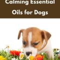 Yoga Terriers Guide To Calming Essential Oils