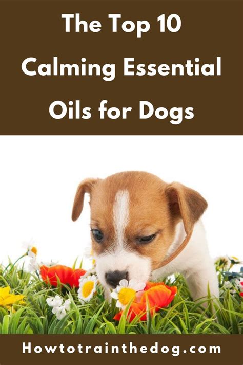 Yoga Terriers Guide To Calming Essential Oils