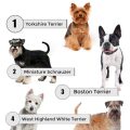 Yoga Terriers Guide To Class Types