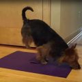 Yoga Terriers Guide To Mat Maintenance