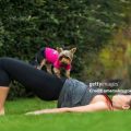 Yoga Terriers Rate Natural Blends