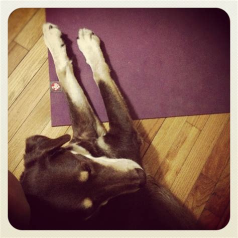 Yoga Terriers Rate Studio Gear