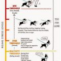 Yoga Terriers and Their Impact on Stress Levels