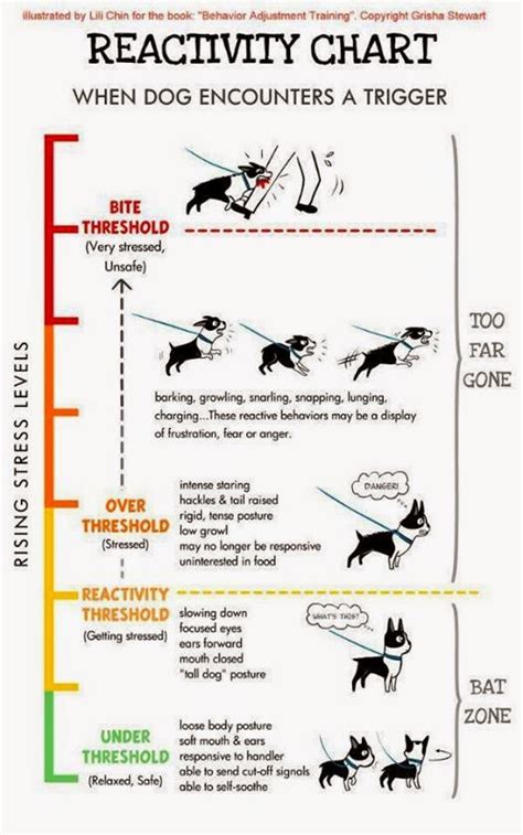 Yoga Terriers and Their Impact on Stress Levels