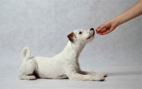 Yoga Terriers for a Happy and Positive Life